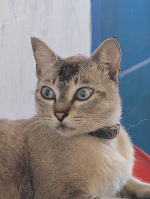 Alternative view of A Child Called "Cá"